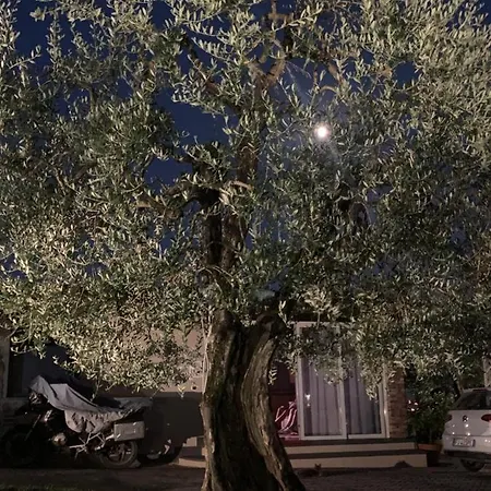 Locazione Turistica Casa Olivo Apartment *